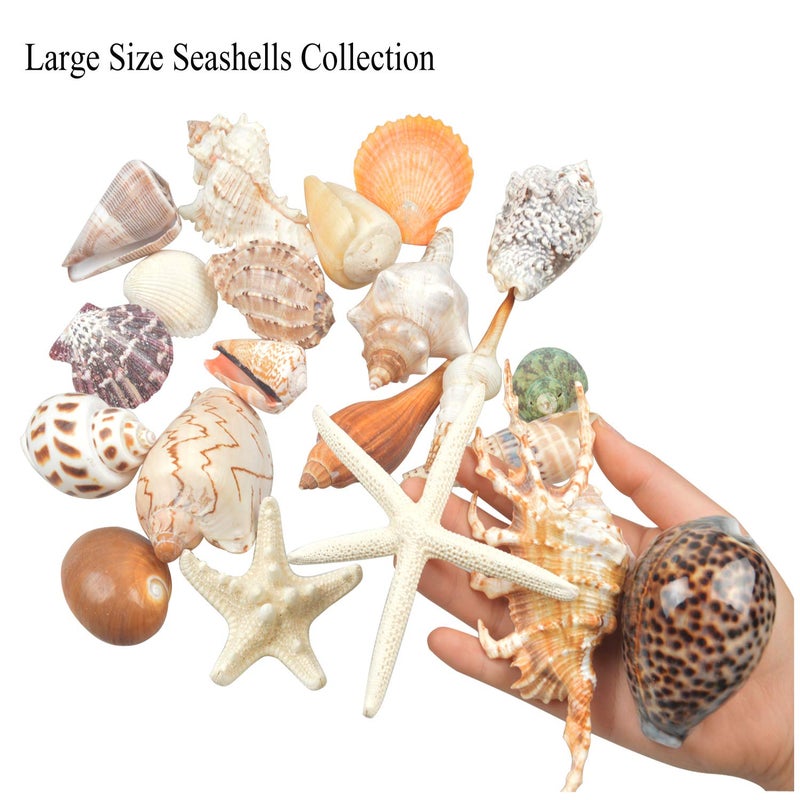 Jangostor 21 PCS Large Sea Shells Mixed Ocean Seashells, Various Sizes Natural Seashells Starfish Conch for Beach Theme Party, Home Decorations, DIY Crafts, Vase Filler Fish Tank Decorations - Image 2